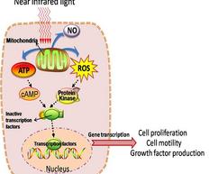 Photobiomodulation