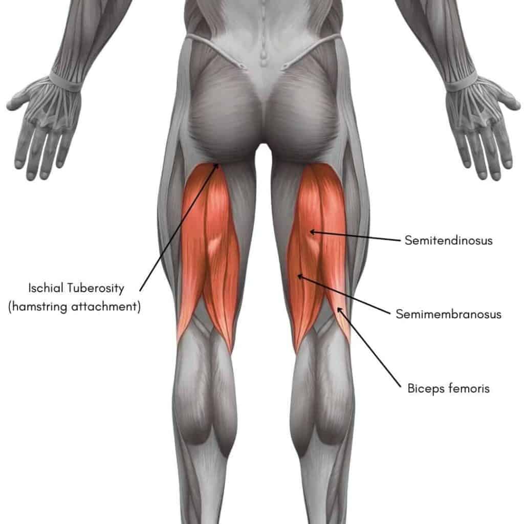 Hamstring-tendon-and-muscle-diagram-1024x1024 (1)