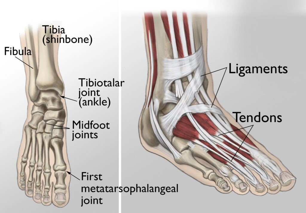 foot