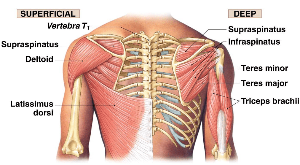 shoulder-pain